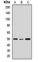 NANOG Antibody