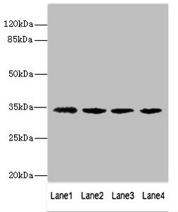 NANOG Antibody - Western blot All Lanes: NANOGP8 antibody at 10ug/ml Lane 1: Mouse liver tissue Lane 2: Mouse kidney tissue Lane 3: HT29 whole cell lysate Lane 4: HepG-2 whole cell lysate Secondary Goat polyclonal to rabbit IgG at 1/10000 dilution Predicted band size: 34 kDa Observed band size: 34 kDa