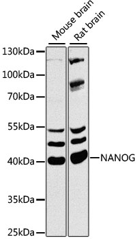 NANOG Antibody - Western blot analysis of extracts of various cell lines, using NANOG antibody at 1:1000 dilution. The secondary antibody used was an HRP Goat Anti-Rabbit IgG (H+L) at 1:10000 dilution. Lysates were loaded 25ug per lane and 3% nonfat dry milk in TBST was used for blocking. An ECL Kit was used for detection and the exposure time was 30s.