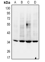 NANOG Antibody - Western blot analysis of NANOG expression in mouse embryo (A), rat testis (B), A2780 (C), Hela (D) whole cell lysates.