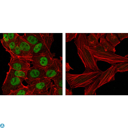 NANOG Antibody - Western Blot (WB) analysis using Nanog Monoclonal Antibody against NTERA-2 cell lysate (2).