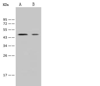 NANOG Antibody - Anti-Nanog rabbit polyclonal antibody at 1:500 dilution. Lane A: HESS9 Whole Cell Lysate. Lane B: NIH-3T3 Whole Cell Lysate. Lysates/proteins at 30 ug per lane. Secondary: Goat Anti-Rabbit IgG (H+L)/HRP at 1/10000 dilution. Developed using the ECL technique. Performed under reducing conditions. Predicted band size: 35 kDa. Observed band size: 45 kDa.