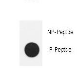 NANOG Antibody - Dot blot of anti-Phospho-Nanog-S71 Antibody on nitrocellulose membrane. 50ng of Phospho-peptide or Non Phospho-peptide per dot were adsorbed. Antibody working concentrations are 0.5ug per ml.