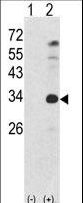 NANOG Antibody - Western blot of NANOG (arrow) using rabbit NANOG Antibody (S285). 293 cell lysates (2 ug/lane) either nontransfected (Lane 1) or transiently transfected with the NANOG gene (Lane 2) (Origene Technologies).
