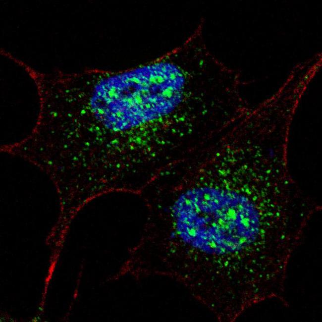 NANOG Antibody - Fluorescent confocal image of SY5Y cells stained NANOG (S285) antibody. SY5Y cells were fixed with 4% PFA (20 min), permeabilized with Triton X-100 (0.2%, 30 min), then incubated NANOG (S285) primary antibody (1:200, 2 h at room temperature). For secondary antibody, Alexa Fluor 488 conjugated donkey anti-rabbit antibody (green) was used (1:1000, 1h). Cytoplasmic actin was counterstained with Alexa Fluor 555 (red) conjugated Phalloidin (5.25 mu M, 25 min). Nuclei were counterstained with Hoechst 33342 (blue) (10 ug/ml, 3 min). Nanog immunoreactivity is localized mainly to the nuclei and also to the cytoplasm.