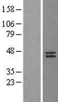 NANOG Protein - Western validation with an anti-DDK antibody * L: Control HEK293 lysate R: Over-expression lysate