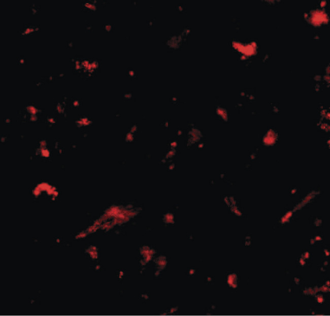 NANOS1 / NOS1 Antibody - Immunofluorescence of nanos1 in human brain tissue with nanos1 antibody at 20 ug/ml.