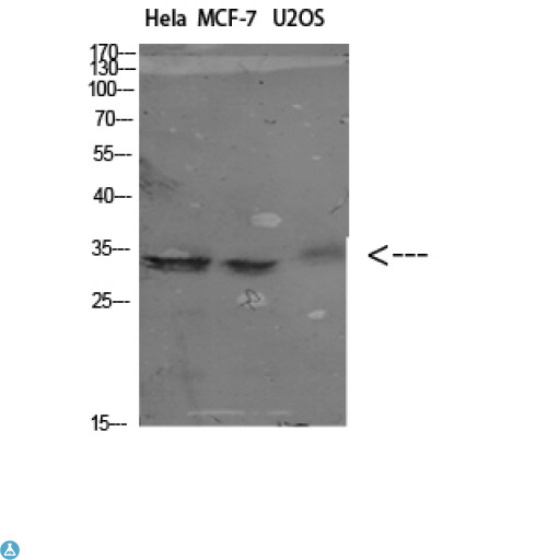 NANOS1 / NOS1 Antibody - Western Blot (WB) analysis of specific cells using Antibody diluted at 1:1000.