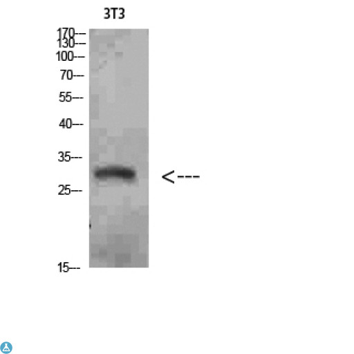 NANOS1 / NOS1 Antibody - Western Blot (WB) analysis of 3T3 cells using Nanos Homologue 1 (NANOS1) Polyclonal Antibody diluted at 1:1500.