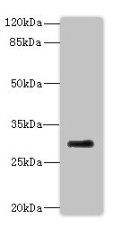 NANOS3 / NOS-3 Antibody - Western blot All lanes: PROCR antibody at 2µg/ml + Mouse lung tissue Secondary Goat polyclonal to rabbit at 1/10000 dilution Predicted band size: 26 kDa Observed band size: 26 kDa