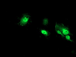 NANP Antibody - Anti-NANP mouse monoclonal antibody immunofluorescent staining of COS7 cells transiently transfected by pCMV6-ENTRY NANP.