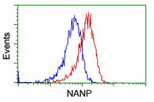 NANP Antibody - Flow cytometry of HeLa cells, using anti-NANP antibody (Red), compared to a nonspecific negative control antibody (Blue).