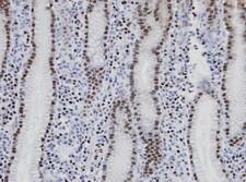 NANS Antibody - IHC of paraffin-embedded normal gastric epithelium (gland) using NANS antibody at 1:100 dilution.