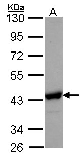 NANS Antibody - Sample (30 ug of whole cell lysate). A: Hep G2 . 10% SDS PAGE. NANS antibody. NANS antibody diluted at 1:1000.
