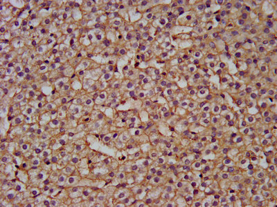 NANS Antibody - IHC image of NANS Antibody diluted at 1:200 and staining in paraffin-embedded human adrenal gland tissue performed on a Leica BondTM system. After dewaxing and hydration, antigen retrieval was mediated by high pressure in a citrate buffer (pH 6.0). Section was blocked with 10% normal goat serum 30min at RT. Then primary antibody (1% BSA) was incubated at 4°C overnight. The primary is detected by a biotinylated secondary antibody and visualized using an HRP conjugated SP system.