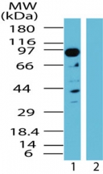 NAP1 / TAB3 Antibody - Western blot of TAB3 in human kidney lysate in the 1) absence and 2) presence of immunizing peptide using antibody at 0.5 ug/ml.