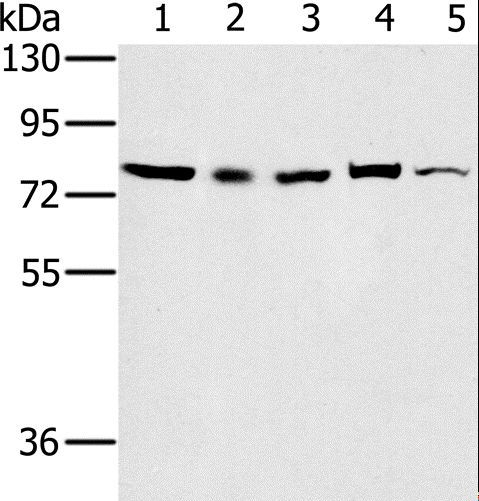 NAP1 / TAB3 Antibody - Western blot analysis of 293T, Raw264.7, NIH/3T3, K562 and Jurkat cell, using TAB3 Polyclonal Antibody at dilution of 1:800.