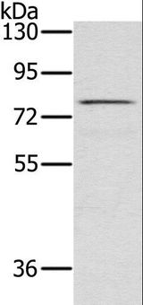 NAP1 / TAB3 Antibody - Western blot analysis of Raw264.7 cell, using TAB3 Polyclonal Antibody at dilution of 1:500.