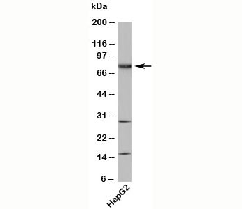 NAP1 / TAB3 Antibody - TAB3 antibody western blot with human samples