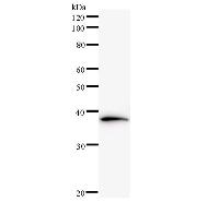 NAP1L1 Antibody - Western blot analysis of immunized recombinant protein, using anti-NAP1L1 monoclonal antibody.
