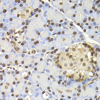 NAP1L1 Antibody - Immunohistochemistry of paraffin-embedded rat pancreas.