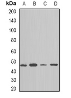 NAP1L1 Antibody - Western blot analysis of NAP1L1 expression in TH29 (A); SKOV3 (B); NIH3T3 (C); mouse spleen (D) whole cell lysates.