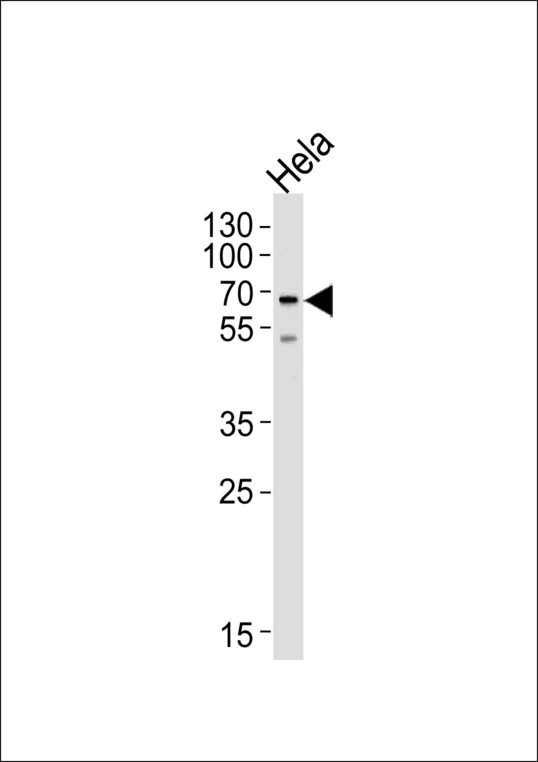 NAP1L2 / BPX Antibody - Western blot of lysate from HeLa cell line, using NAP1L2 Antibody. Antibody was diluted at 1:1000 at each lane. A goat anti-rabbit IgG H&L (HRP) at 1:5000 dilution was used as the secondary antibody. Lysate at 35ug per lane.
