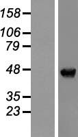 NAP1L4 Protein - Western validation with an anti-DDK antibody * L: Control HEK293 lysate R: Over-expression lysate