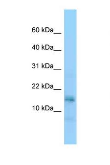 NAP1L5 Antibody - Nap1l5 antibody Western blot of Small Intestine lysate. Antibody concentration 1 ug/ml.  This image was taken for the unconjugated form of this product. Other forms have not been tested.