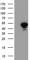 NAPE-PLD Antibody - HEK293T cells were transfected with the pCMV6-ENTRY control (Left lane) or pCMV6-ENTRY NAPEPLD (Right lane) cDNA for 48 hrs and lysed. Equivalent amounts of cell lysates (5 ug per lane) were separated by SDS-PAGE and immunoblotted with anti-NAPEPLD.