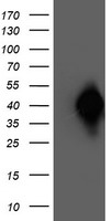NAPE-PLD Antibody - HEK293T cells were transfected with the pCMV6-ENTRY control (Left lane) or pCMV6-ENTRY NAPEPLD (Right lane) cDNA for 48 hrs and lysed. Equivalent amounts of cell lysates (5 ug per lane) were separated by SDS-PAGE and immunoblotted with anti-NAPEPLD.