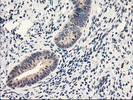 NAPE-PLD Antibody - IHC of paraffin-embedded Human endometrium tissue using anti-NAPEPLD mouse monoclonal antibody.