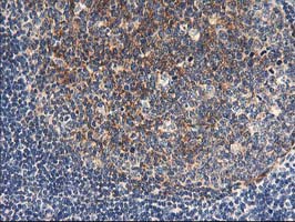 NAPE-PLD Antibody - IHC of paraffin-embedded Human tonsil using anti-NAPEPLD mouse monoclonal antibody.