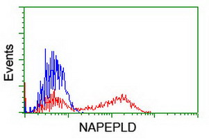 NAPE-PLD Antibody - HEK293T cells transfected with either overexpress plasmid (Red) or empty vector control plasmid (Blue) were immunostained by anti-NAPEPLD antibody, and then analyzed by flow cytometry.