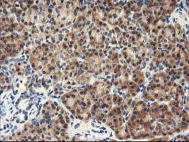 NAPE-PLD Antibody - IHC of paraffin-embedded Human pancreas tissue using anti-NAPEPLD mouse monoclonal antibody.