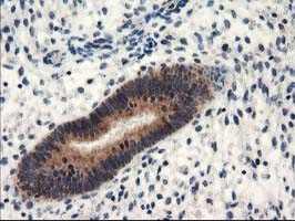 NAPE-PLD Antibody - IHC of paraffin-embedded Human endometrium tissue using anti-NAPEPLD mouse monoclonal antibody.