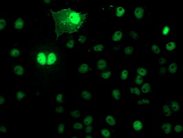 NAPE-PLD Antibody - Anti-NAPEPLD mouse monoclonal antibody immunofluorescent staining of COS7 cells transiently transfected by pCMV6-ENTRY NAPEPLD.