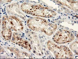 NAPE-PLD Antibody - IHC of paraffin-embedded Human Kidney tissue using anti-NAPEPLD mouse monoclonal antibody.