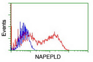 NAPE-PLD Antibody - HEK293T cells transfected with either overexpress plasmid (Red) or empty vector control plasmid (Blue) were immunostained by anti-NAPEPLD antibody, and then analyzed by flow cytometry.