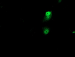 NAPE-PLD Antibody - Anti-NAPEPLD mouse monoclonal antibody immunofluorescent staining of COS7 cells transiently transfected by pCMV6-ENTRY NAPEPLD.