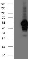 NAPE-PLD Antibody - HEK293T cells were transfected with the pCMV6-ENTRY control (Left lane) or pCMV6-ENTRY NAPEPLD (Right lane) cDNA for 48 hrs and lysed. Equivalent amounts of cell lysates (5 ug per lane) were separated by SDS-PAGE and immunoblotted with anti-NAPEPLD.