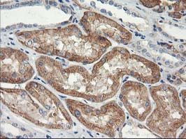 NAPE-PLD Antibody - IHC of paraffin-embedded Human Kidney tissue using anti-NAPEPLD mouse monoclonal antibody.