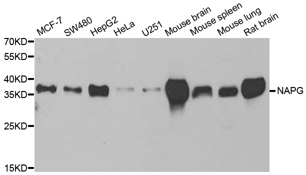 NAPG Antibody - Western blot analysis of extracts of various cell lines.