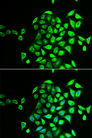 NAPG Antibody - Immunofluorescence analysis of U2OS cells.