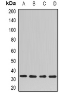 NAPG Antibody - Western blot analysis of SNAP-gamma expression in HeLa (A); mouse spleen (B); mouse lung (C); rat brain (D) whole cell lysates.