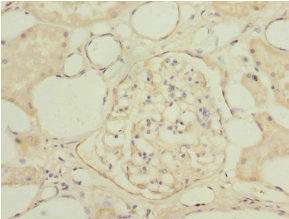 NAPG Antibody - Immunohistochemistry of paraffin-embedded human kidney tissue at dilution 1:100