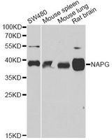NAPG Antibody - Western blot analysis of extracts of various cell lines, using NAPG antibody at 1:1000 dilution. The secondary antibody used was an HRP Goat Anti-Rabbit IgG (H+L) at 1:10000 dilution. Lysates were loaded 25ug per lane and 3% nonfat dry milk in TBST was used for blocking. An ECL Kit was used for detection and the exposure time was 30s.