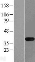 NAPG Protein - Western validation with an anti-DDK antibody * L: Control HEK293 lysate R: Over-expression lysate