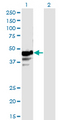 NAPRT Antibody - Western blot of NAPRT1 expression in transfected 293T cell line by NAPRT1 monoclonal antibody (M01), clone 4A9.