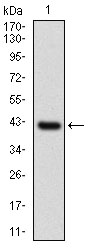 NAPSA / NAPA / Napsin A Antibody - Western blot using NAPSA monoclonal antibody against human NAPSA recombinant protein. (Expected MW is 40.9 kDa)